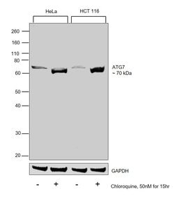 Invitrogen ATG7 Polyclonal Antibody 100 &mu;L; Unconjugated:Antibodies,