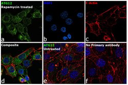 ATG12 Polyclonal Antibody:Antibodies, Polyclonal