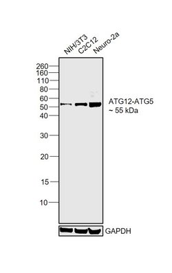 ATG12 Polyclonal Antibody:Antibodies, Polyclonal