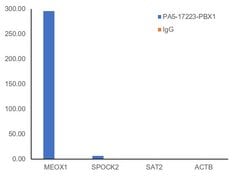 PBX1 Polyclonal Antibody:Antibodies, Polyclonal