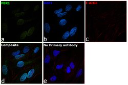 PBX1 Polyclonal Antibody:Antibodies, Polyclonal