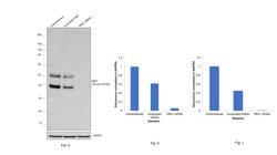 PBX1 Polyclonal Antibody:Antibodies, Polyclonal
