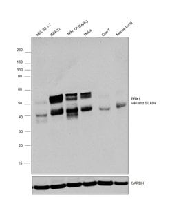 PBX1 Polyclonal Antibody:Antibodies, Polyclonal