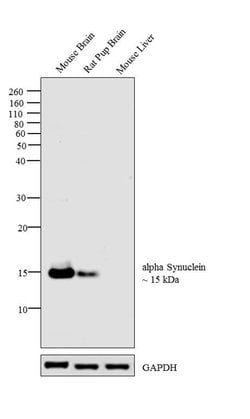 Invitrogen alpha Synuclein Polyclonal Antibody 100 &mu;L; Unconjugated:Antibodies,