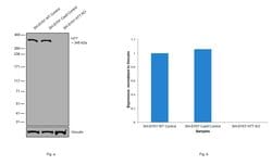 Huntingtin Polyclonal Antibody, Invitrogen 100 &mu;L; Unconjugated:Antibodies,