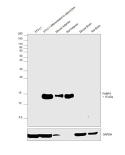 Invitrogen FABP4 Polyclonal Antibody 100 &mu;L; Unconjugated:Antibodies,