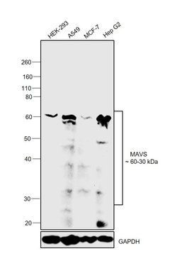 Invitrogen MAVS Polyclonal Antibody 100 &mu;L | Buy Online | Invitrogen&trade; | Fisher Scientific