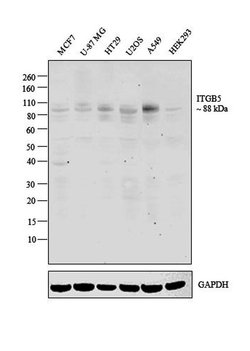 Invitrogen ITGB5 Polyclonal Antibody 100 μL; Unconjugated:Antibodies,