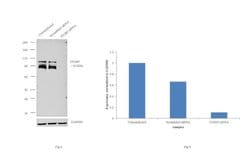 Invitrogen ITGB5 Polyclonal Antibody 100 μL; Unconjugated:Antibodies,