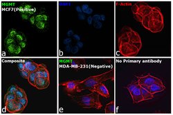 Invitrogen MGMT Polyclonal Antibody 100 &mu;L; Unconjugated:Antibodies,