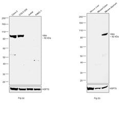 Invitrogen Villin Polyclonal Antibody 100 &mu;L; Unconjugated:Antibodies,