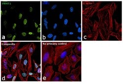 Invitrogen PRMT1 Polyclonal Antibody 100 &mu;L; Unconjugated:Antibodies,