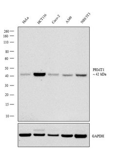 Invitrogen PRMT1 Polyclonal Antibody 100 &mu;L; Unconjugated:Antibodies,