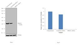 Invitrogen PRMT1 Polyclonal Antibody 100 &mu;L; Unconjugated:Antibodies,
