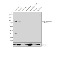 Invitrogen GluR2/GluR3/GluR4 Polyclonal Antibody 100 &mu;L; Unconjugated:Antibodies,