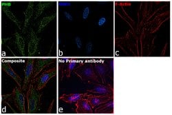 Invitrogen Prohibitin Polyclonal Antibody 100 &mu;L; Unconjugated:Antibodies,
