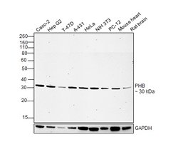 Invitrogen Prohibitin Polyclonal Antibody 100 &mu;L; Unconjugated:Antibodies,