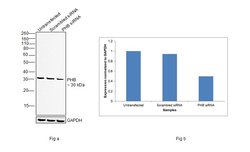 Invitrogen Prohibitin Polyclonal Antibody 100 &mu;L; Unconjugated:Antibodies,