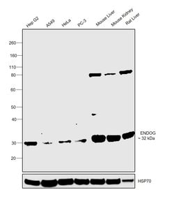Invitrogen ENDOG Polyclonal Antibody 100 &mu;L; Unconjugated:Antistoffer