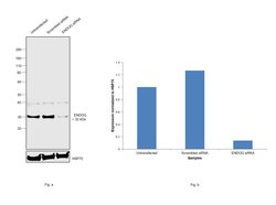 Invitrogen ENDOG Polyclonal Antibody 100 &mu;L; Unconjugated:Antistoffer