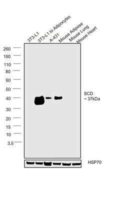 Invitrogen SCD Polyclonal Antibody 100 &mu;L; Unconjugated:Antibodies,