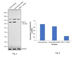 MALT1 Polyclonal Antibody, Invitrogen 100 &mu;L; Unconjugated:Antibodies,