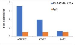 Invitrogen AP2 alpha Polyclonal Antibody 100 &mu;L; Unconjugated:Antibodies,