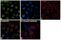 Invitrogen AP2 alpha Polyclonal Antibody 100 &mu;L; Unconjugated:Antibodies,
