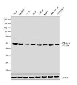 Invitrogen AP2 alpha Polyclonal Antibody 100 &mu;L; Unconjugated:Antibodies,