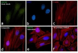 Invitrogen HSP40 Polyclonal Antibody 100 &mu;L; Unconjugated:Antibodies,