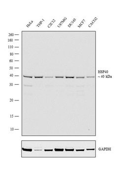 Invitrogen HSP40 Polyclonal Antibody 100 &mu;L; Unconjugated:Antibodies,