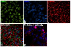 Invitrogen SIRT1 Polyclonal Antibody 100 &mu;L; Unconjugated:Antibodies,