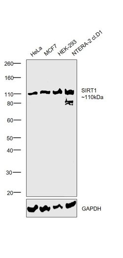 Invitrogen SIRT1 Polyclonal Antibody 100 &mu;L; Unconjugated:Antibodies,