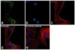 Invitrogen VE-cadherin Polyclonal Antibody 100 &mu;L; Unconjugated:Antibodies,