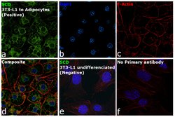 Invitrogen SCD Polyclonal Antibody 100 &mu;L; Unconjugated:Antibodies,