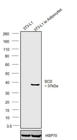 Invitrogen SCD Polyclonal Antibody 100 &mu;L; Unconjugated:Antibodies,