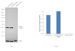 Invitrogen Aldolase A Polyclonal Antibody 100 &mu;L; Unconjugated:Antibodies,