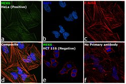 Invitrogen MEK6 Polyclonal Antibody 100 &mu;L; Unconjugated:Antibodies,