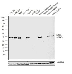 Invitrogen MEK6 Polyclonal Antibody 100 &mu;L; Unconjugated:Antibodies,