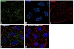 Invitrogen eIF4G Polyclonal Antibody 100 &mu;L; Unconjugated:Antibodies,