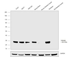 Invitrogen 14-3-3 beta Polyclonal Antibody 100 &mu;L; Unconjugated:Antibodies,