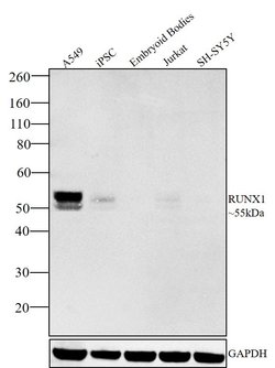Invitrogen RUNX1 Polyclonal Antibody 100 &mu;L; Unconjugated:Antibodies,