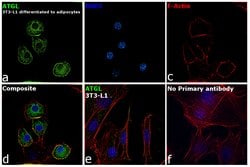 Invitrogen ATGL Polyclonal Antibody 100 &mu;L; Unconjugated:Antibodies,