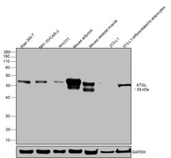 Invitrogen ATGL Polyclonal Antibody 100 &mu;L; Unconjugated:Antibodies,