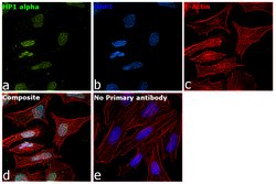 Invitrogen HP1 alpha Polyclonal Antibody 100 &mu;L; Unconjugated:Antibodies,