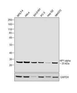 Invitrogen HP1 alpha Polyclonal Antibody 100 &mu;L; Unconjugated:Antibodies,