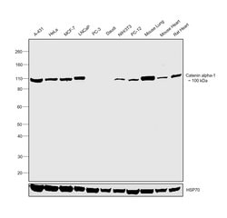 Invitrogen Catenin alpha-1 Polyclonal Antibody 100 &mu;L | Buy Online | Invitrogen&trade; | Fisher Scientific