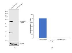 Invitrogen Calcineurin A Polyclonal Antibody 100 &mu;L; Unconjugated:Antibodies,
