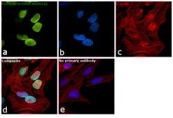Invitrogen Ku80 Polyclonal Antibody 100 &mu;L; Unconjugated:Antibodies,