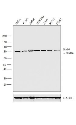 Invitrogen Ku80 Polyclonal Antibody 100 &mu;L; Unconjugated:Antibodies,